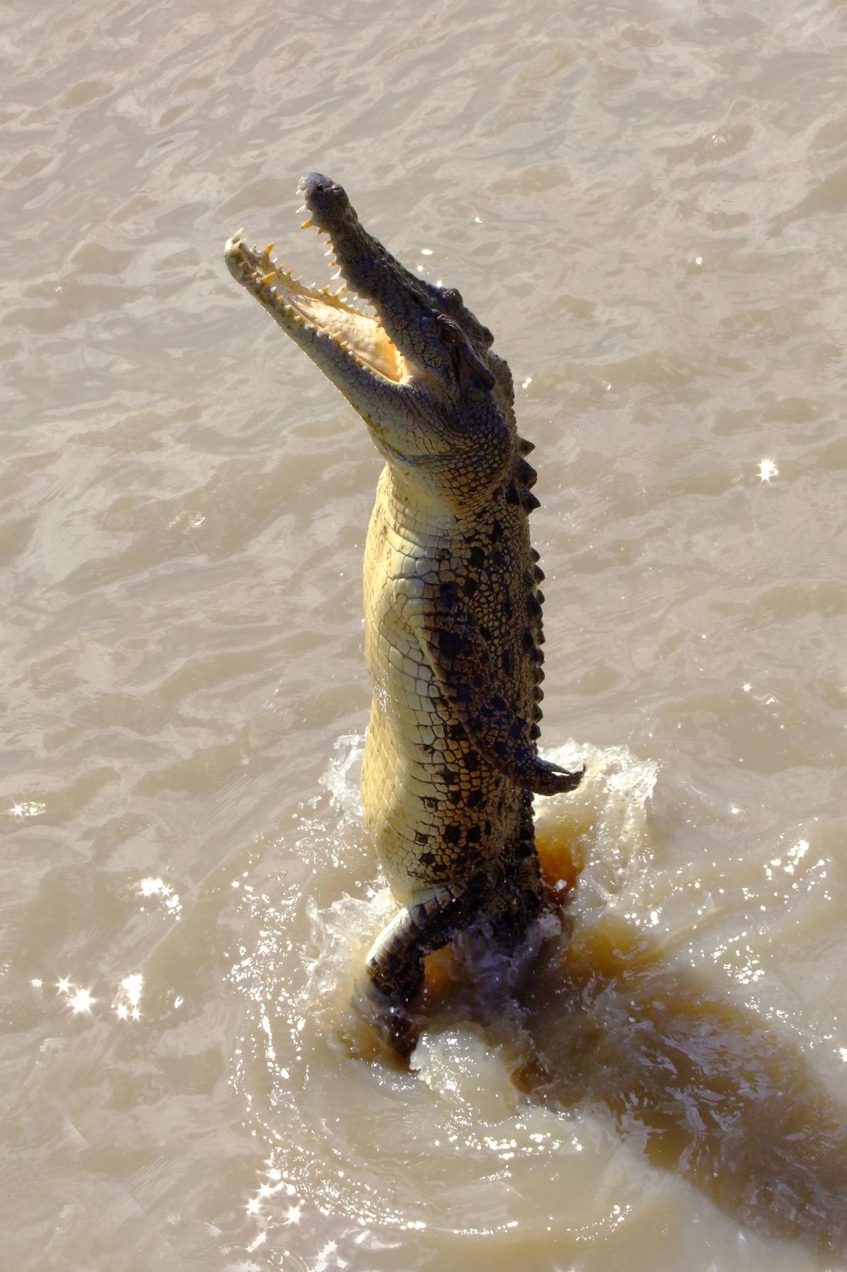 crocodile.jpg