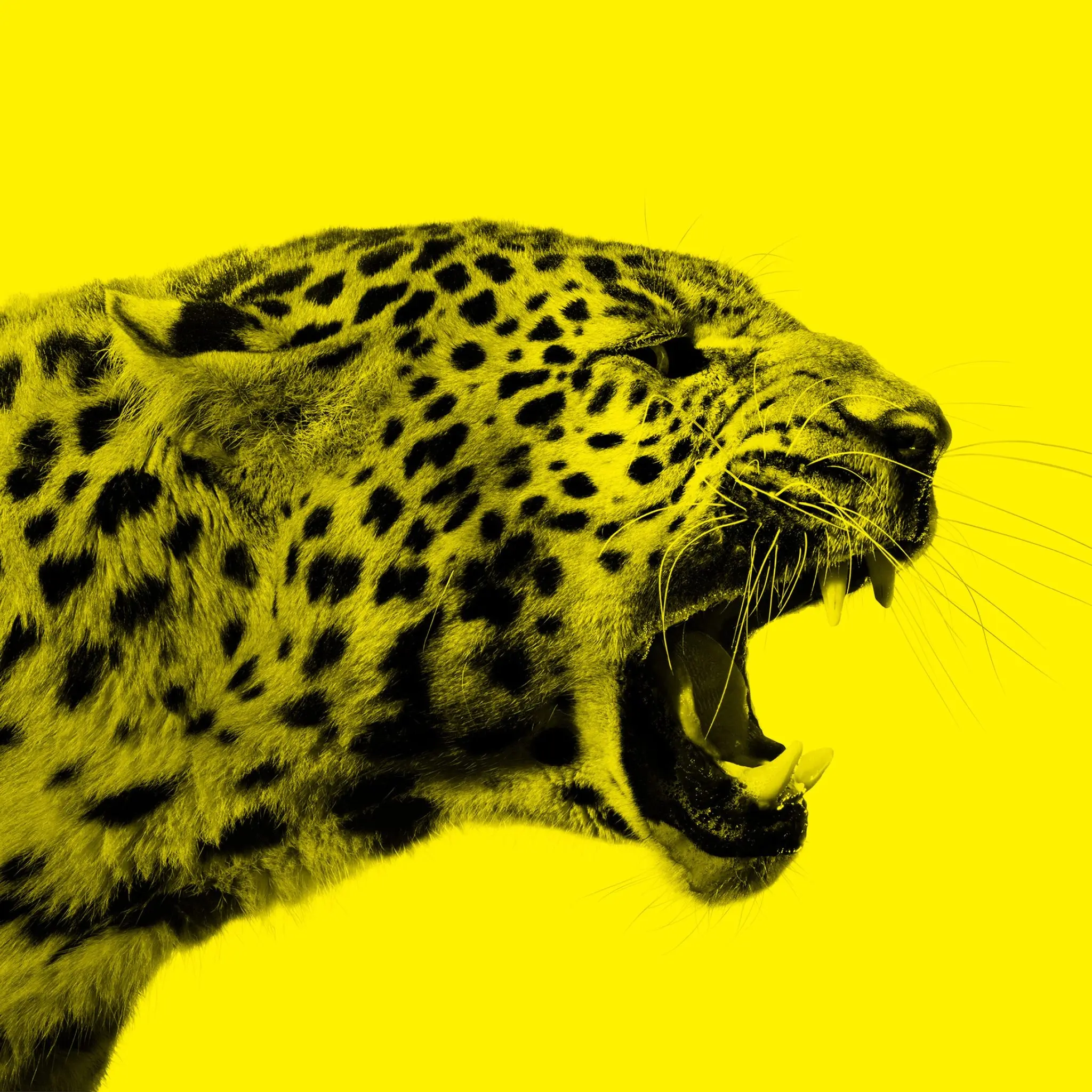 Locarno Network - Festival del Film Locarno